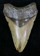 Lower Megalodon Tooth - North Carolina #28333-1